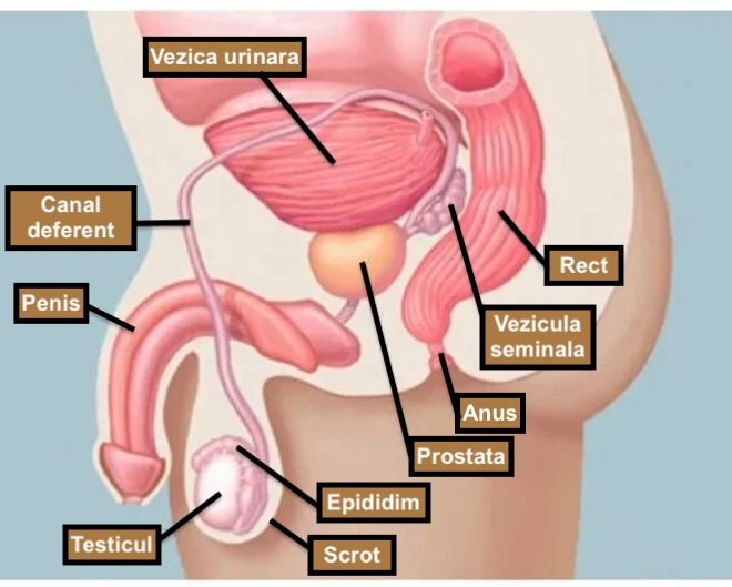 Ce valoare are PSA in cancerul de prostata?