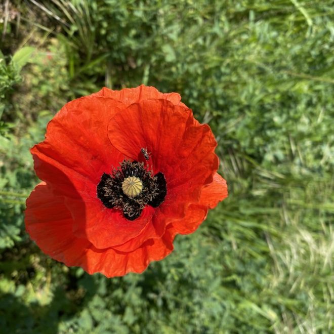 Ce pot lua naturist pentru nisip la rinichi?