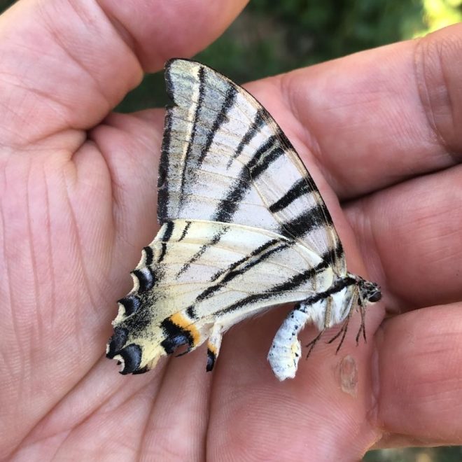 Ce tipuri de anestezie se pot face la o operație?