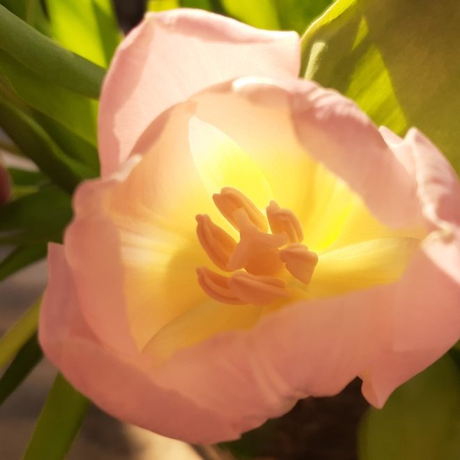 Ce medicament se ia pentru tensiune mare?