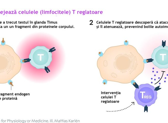 Ce sunt și ce rol au celulele T reglatoare?