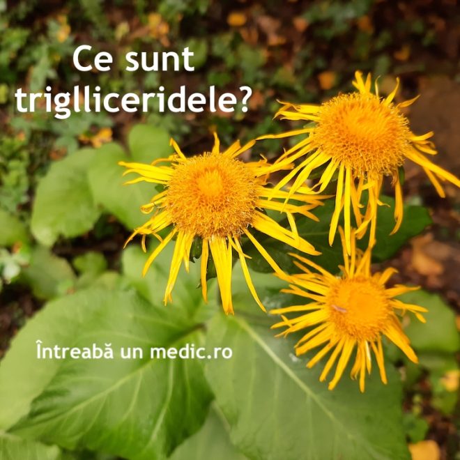 Ce sunt trigliceridele?